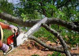 Best Tree Cabling and Bracing  in Malverne, NY